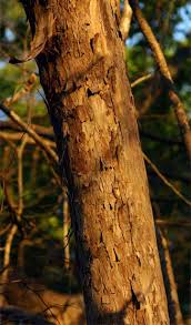 Image result for Cleistochlamys