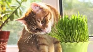 Her Kedi Sahibinin Mutlaka Tanismasi Gerektigi Kedi Cimi Hakkinda 12 Faydali Bilgi Listelist Com