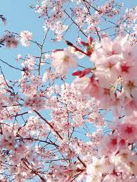 Hope Via Tumblr Flowers White Cherry Blossom Flowers Gif