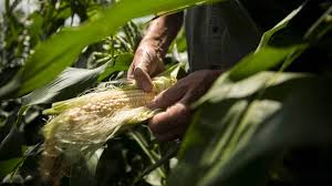 These spindly young plants generally do not do well as they grow, with stems often bending or. Corn Silk Uses Benefits And Dosage