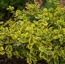 A real improvement in euonymus! Euonymus Fortunei Gold Splash Roemertwo From Nvk Nurseries