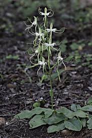 Image result for Bonatea antennifera