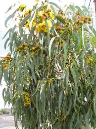 It was covered in large yellow flowers, set off by the brightly colured buds. Eucalyptus Erythrocory Red Cap Gum Australian Outback Plants Native Plant Nursery Usa