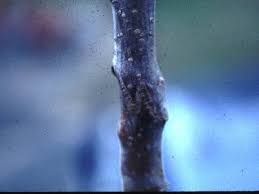 A whip is a young tree, without branches, approximately 1/2 to 3/4 inches in diameter. Growing Fruit Grafting Fruit Trees In The Home Orchard Fact Sheet Unh Extension