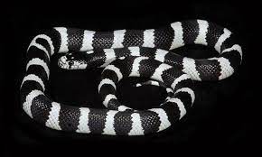 Head white stripe present no (109) yes (19) lower lip scale number usually 10 (1) 11 (1) 7 (1) 8 (1) 9 (1) Black And White Banded California King Snake Beautiful California King Snake Snake Lovers Snake