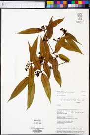 Image result for Jasminum breviflorum