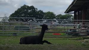 Geronimo twice tested positive for bovine tuberculosis, . Geronimo The Alpaca Has Been Executed Here S How People Are Reacting Indy100