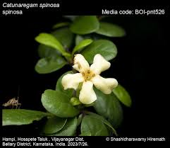 Image result for Catunaregam