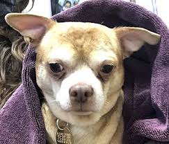 Check spelling or type a new query. Adopt A Pet Petsmart Charities