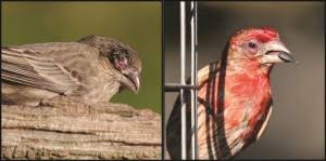 House Finch Eye Disease Continues To Spread Feederwatch