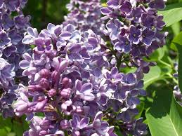 Maybe you would like to learn more about one of these? Top 10 Most Popular Flowers Most Popular Flowers Pictures Of Spring Flowers Beautiful Flowers