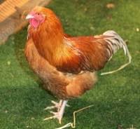 Est Ce Que Ma Poule A La Coccidiose Blog