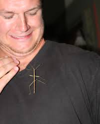 Cat catches carrion beetle at home