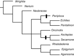 Image result for Oncinotis