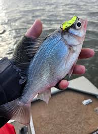 White Perch Fishing