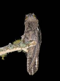 Urutau Nyctibius Griseus Griseus Animals Birds Bird