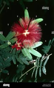 Image result for Calliandra tweedii