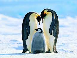 It inhabits the antarctic continent and can dive to a depth of. Emperor Penguin Facts Aptenodytes Forsteri