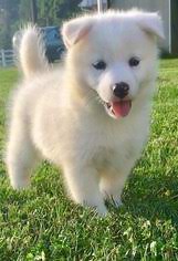 Find house trained in dogs & puppies for rehoming | 🐶 find dogs and puppies locally for sale or adoption in ontario : View Ad Pomsky Puppy For Sale Near Ontario Toronto Canada Adn 96553