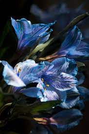 Blue Alstroemeria Alstroemeria Plant Leaves Peruvian Lilies