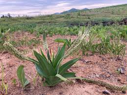 Image result for Ledebouria luteola