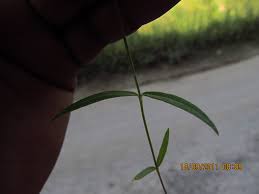 Image result for Kohautia coccinea