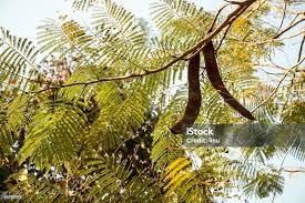 Image result for Albizia procera