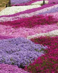 Small purple flowers in grass uk. If You Re Tired Of Your Regular Grass Lawn These Gorgeous Creeping Plants Are Great Alternatives They Are An Winterharte Pflanzen Garten Bodendecker Pflanzen