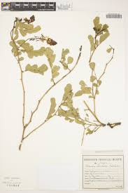 Image result for Rhynchosia goetzei