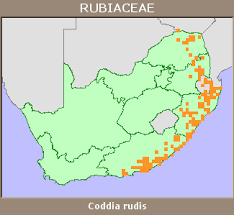 Image result for Coddia rudis