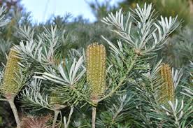 Image result for Barleria spinulosa