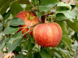 In den letzten jahrzehnten erkannte der mensch diese gefahr. Zwergobst Hauenstein Ag