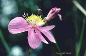 Image result for Clappertonia ficifolia