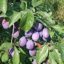 Maybe you would like to learn more about one of these? Stanley Prune Plum Plum Fruit Trees