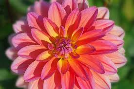 Pin On Flowers