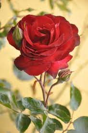 Which is the best picture of red roses? The 20 Most Beautiful Flowers In The World Beautiful Flowers Rose Flower Wallpaper Beautiful Roses