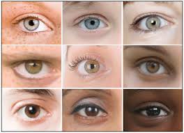 The Genetics Of Eye Color Hudsonalpha Institute For