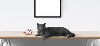 Auch spielzeuge aus sisal können katzen vom zerkratzen der möbel abhalten. Katze Das Kratzen An Der Tapete Abgewohnen