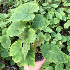 Image result for Begonia eminii