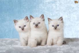 She is heavily boned with a long tail and a plush coat. Ragdoll Cat Breed Facts Highlights Buying Advice Pets4homes