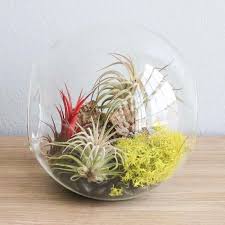 Large Hand Blown Glass Terrarium With 3 Ionantha Air Plants In 2020 Air Plants Air Plant Display Air Plant Terrarium