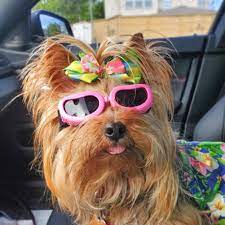 Kailian Dog Goggles Stylish Waterproof Anti Ultraviolet Sunglasses For Doggie Puppy Dog Goggles Dog Sunglasses Pet Sunglasses