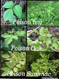 Pin By Darby Hegner On Plant Tree Identification Poison Ivy Plants Survival Life Hacks Survival Life