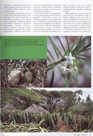 Image result for Kanahia laniflora