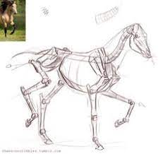 Maybe you would like to learn more about one of these? 60 Animal Misc Proportions Ideas Animal Drawings Drawings Animal Sketches