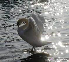 حمام نفاخ هو الحمام الوحيد من حيت الجمال والشكل birds bird doves