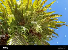 Image result for Asplenium emarginatum