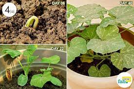 Image Result For Pumpkin Plant Growth Stages Planting Pumpkins Plants Plant Growth