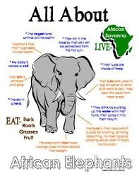 My All About Elephants Book African Animal Unit Study African Animals Elephant Book All About Elephants