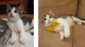 kedi sahiplendirme kedisahiplendir twitter
